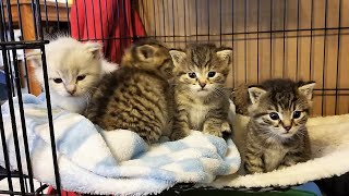5 kittens were abandoned in a yard, 4 survived