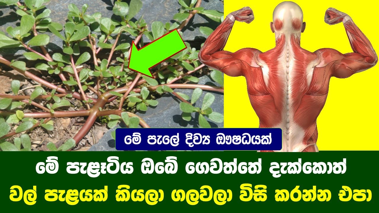 මේ පැළෑටිය මිදුලේ දැක්කොත් වල් පැළයක් කියලා ගලවලා විසි කරන්න එපා - 7 Health Benefits Of Purslane