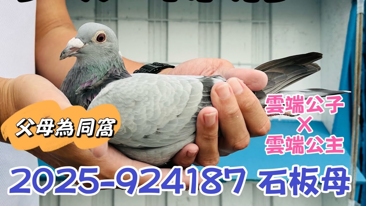 狂沙陳清正-有你正好，人生謝幕拍賣會，最終場2025-924187，父親雲端公子，母親雲端公主，下代都已經非常發揮，同窩近親育種