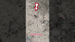 Spider wasp dragging a huge wolf spider off for dinner. #shorts #homestead #homesteading #outdoors