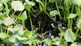 বহুদিন পর মনের মতো কৈ মাছ ধরলাম | Koi Fishing in Canal