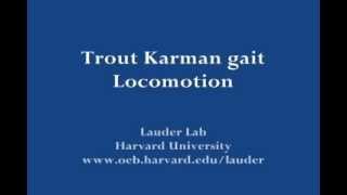 Trout Karman gait Locomotion