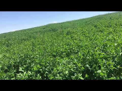 سلبيات مشروع الفصة معلومات مهمة