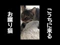 お返事しながらこっちに来る鳴き声が可愛すぎるお喋り猫。