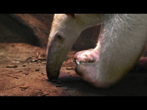 What Do Tamanduas Eat? Instructional Video
