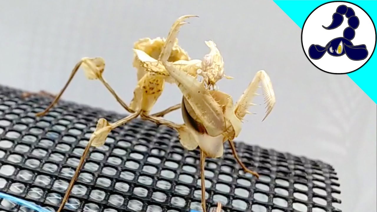 魔王の捕食】ニセハナマオウカマキリ(幼虫)のエサやり×3 Devil's