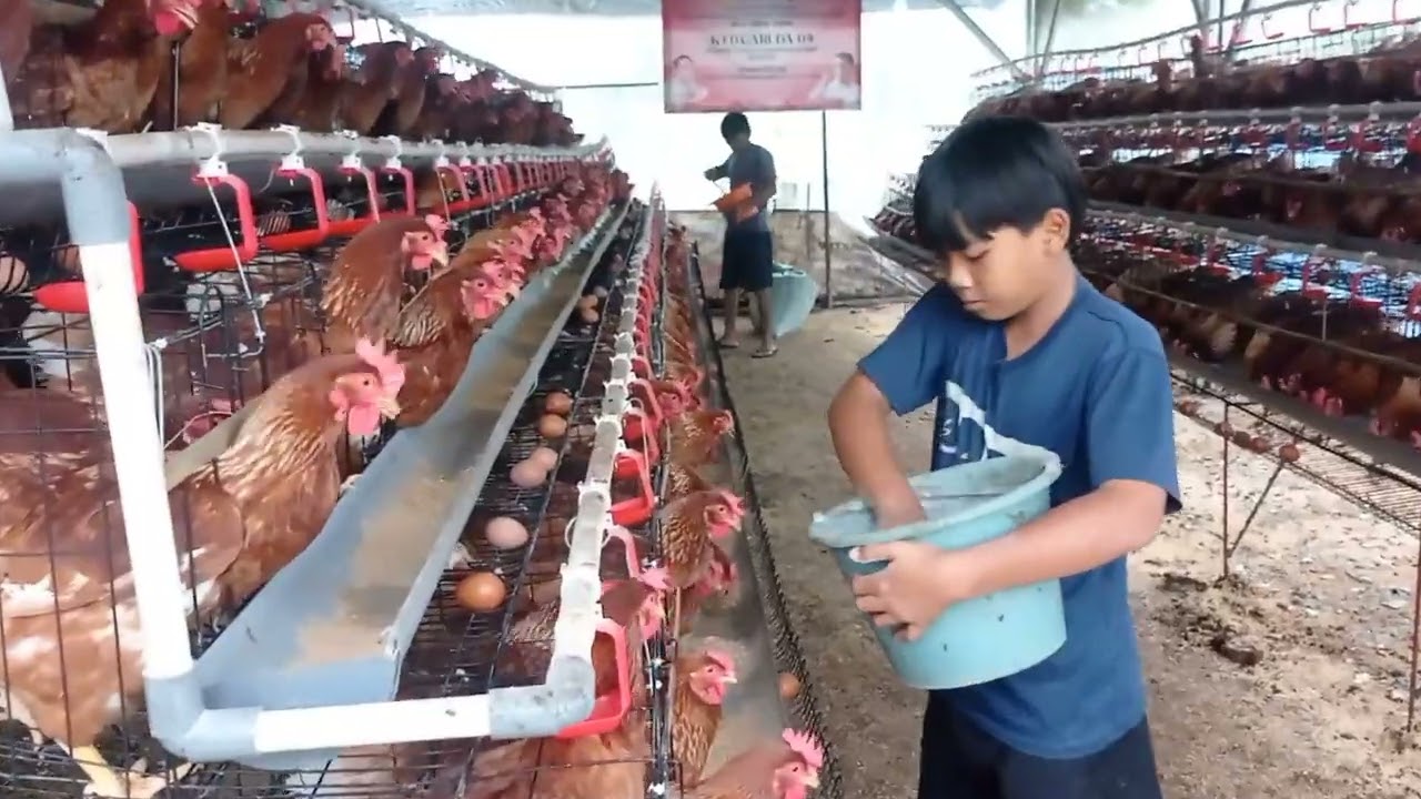 Panen telur ke 45kali pada ayam petelur usia 21minggu