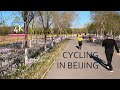 Spring cycling in dongjiao wetland park beijing china4k