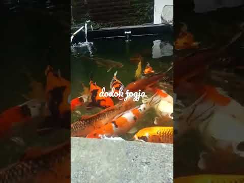 Koi Pagi Ini 7