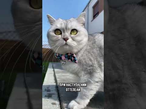 Как определить погоду по кошке #кот #shorts - YouTube