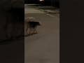 #trendingshorts #streetdog #dogshorts #dogs #trendingreels #shortvideo