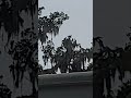 Birdwatching  in Florida