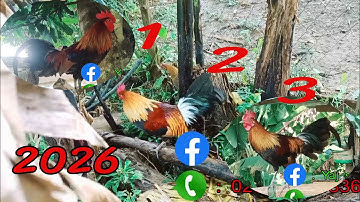 10/11/2025 Tshaj Tawm Muag Qaib Dib Qaib Qus 2026