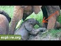 Elephant Calf Falls into Water and Parents Respond!