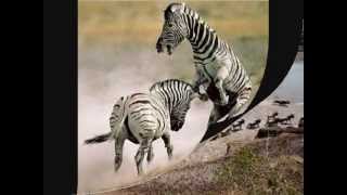 The Story of the Zebracorn.wmv