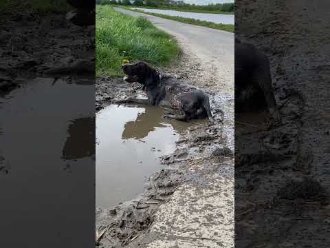 #jagdhunde #abkühlung #sommer