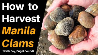 How to Harvest Manila Clams