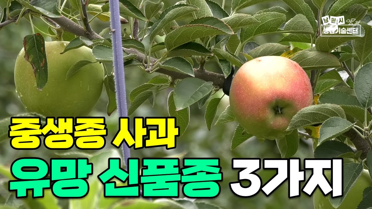 사과 신품종 중생종 유망사과 3가지 (강사 유병욱)