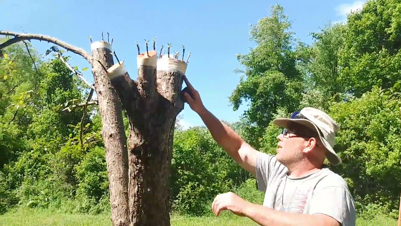 Превращаем дикие яблони во вкусные яблони