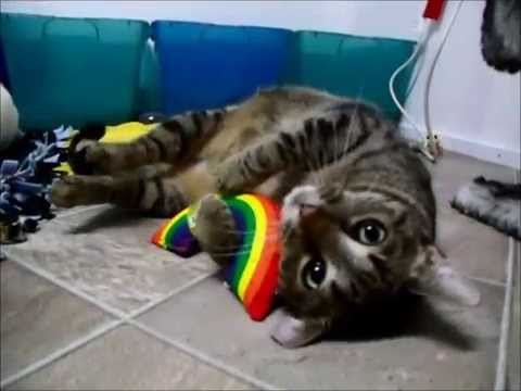 special needs animal rescue Tiffany loves catnip