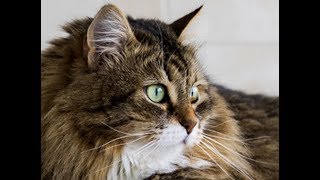 FRONTLINE - How to Get Rid of a Flea Infestation