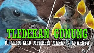 Download Lagu SEPASANG INDUK BURUNG TLEDEKAN GUNUNG DI ALAM MEMBERI MAKAN 4 ANAKNYA #tledekangacorngerolmp3 MP3