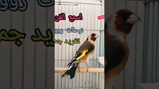 goldfinch_song shortsvideo chardonneret تغريد_حسون