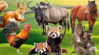 Familiar Animal Sounds: Monkey, Squirrel, Gnu, Horse, Red Panda, Rooster - Animal Moments by Wild Animal Sounds 7,035 views 3 weeks ago 32 minutes