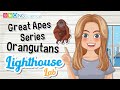 Orangutan Conservation and Biology