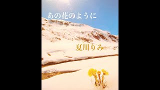 あの花のように 歌詞 夏川りみ ふりがな付 うたてん あの花のように 歌詞 夏川りみ ふりがな付 うたてん
