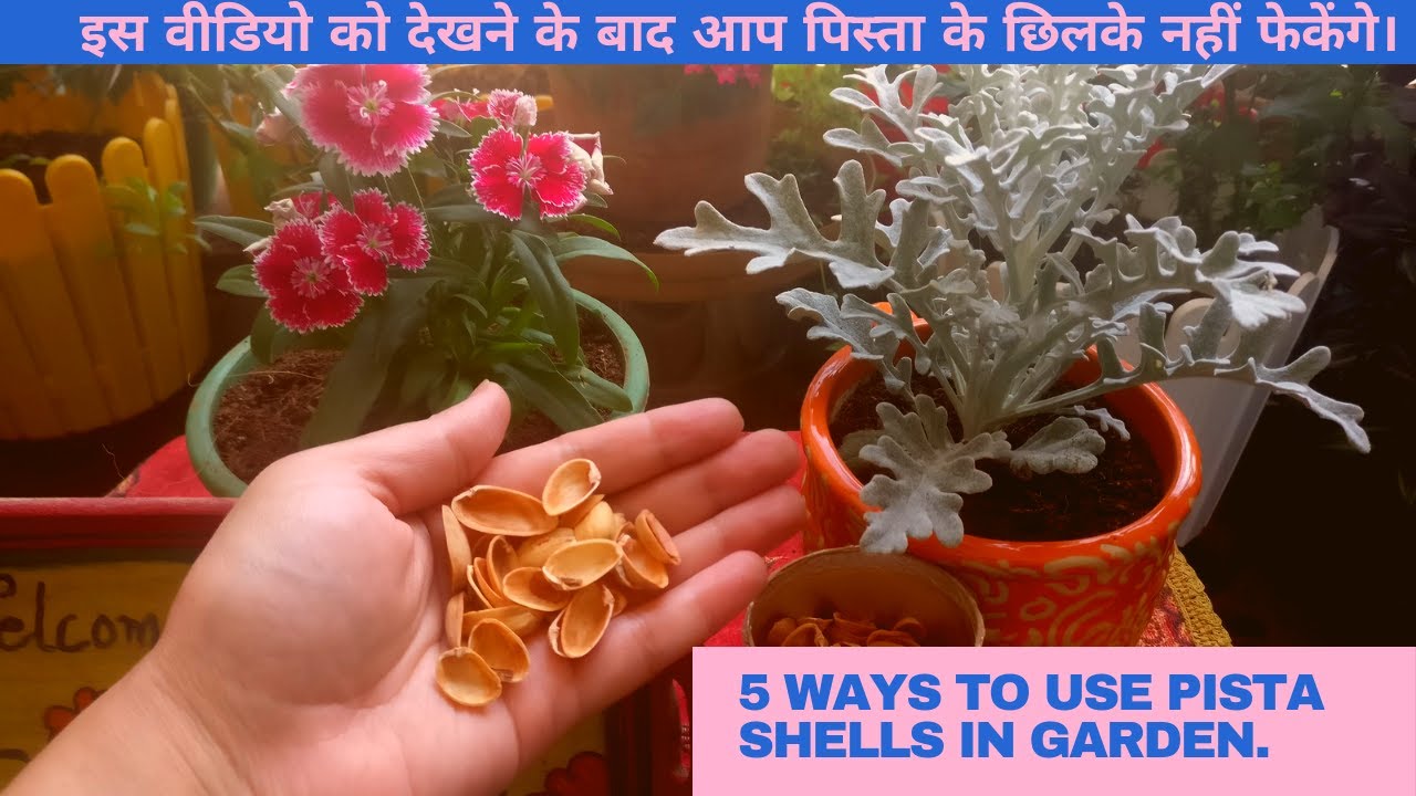 Pista Shells for Gardening. 5 Amazing Ideas to use waste Pista Shells ...
