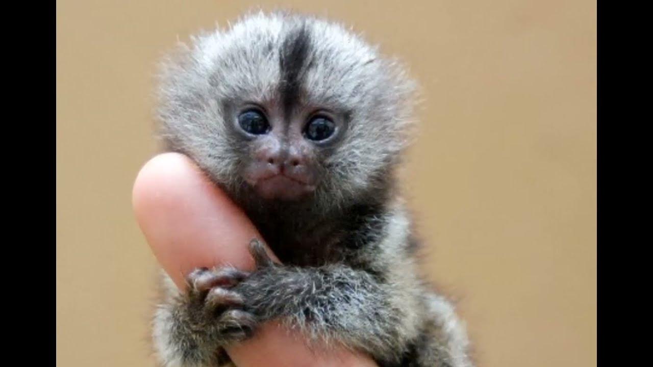 Small monkey. Обезьянка игрунка. Карликовая игрунка. Карликовая мармозетка игрунка. Обезьяна карликовый ИГРУНОК.