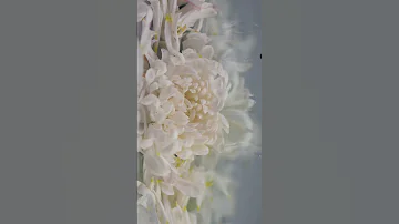 سامحي يايما سامحي سامحيي 