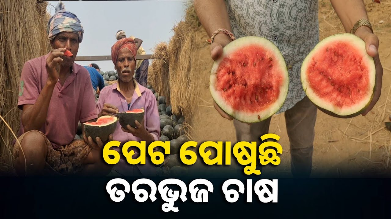 ଅକ୍ଲାନ୍ତ ପରିଶ୍ରମ କରି ନଦୀ ମାଟିରେ ଫସଲ ଫଳାଇବାରେ ସଫଳ ହୋଇଛି ଚାଷୀ, କିନ୍ତୁ ମିଳୁନି ଉଚିତ ପାଉଣା ||Knews odisha