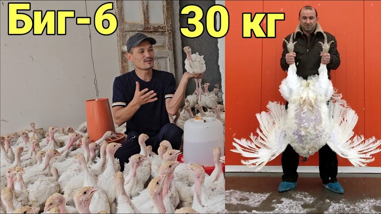 6 ойда 30кг Биг-6 Курка жужалари сотилади