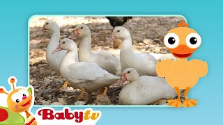 ducks fun with animals babytv