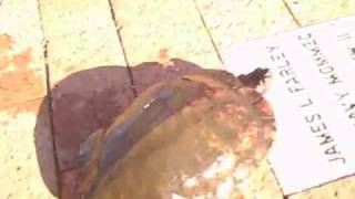 A Wild Water Slider Turtle Swims Right up to Me!