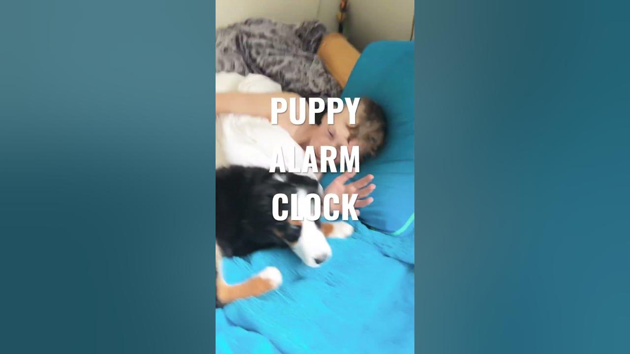 PUPPY ALARM CLOCK ⏰ YouTube