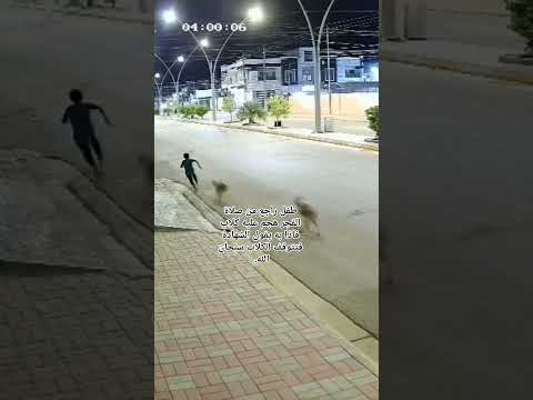 طفل راجع من صلاة الفجر و تهجم عليه كلاب الشارع و يفر قائلا اشهد ان لا اله الا الله فتتوقف الكلاب