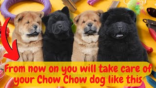 special care for your Chow Chow dog