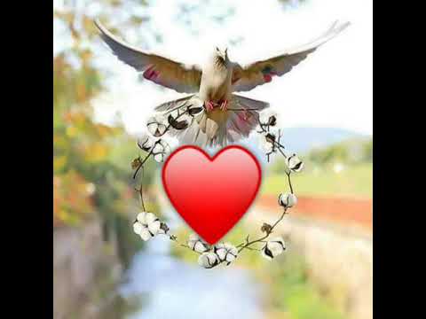 اليسا عمري أبتدا لما قلبي لقاگ