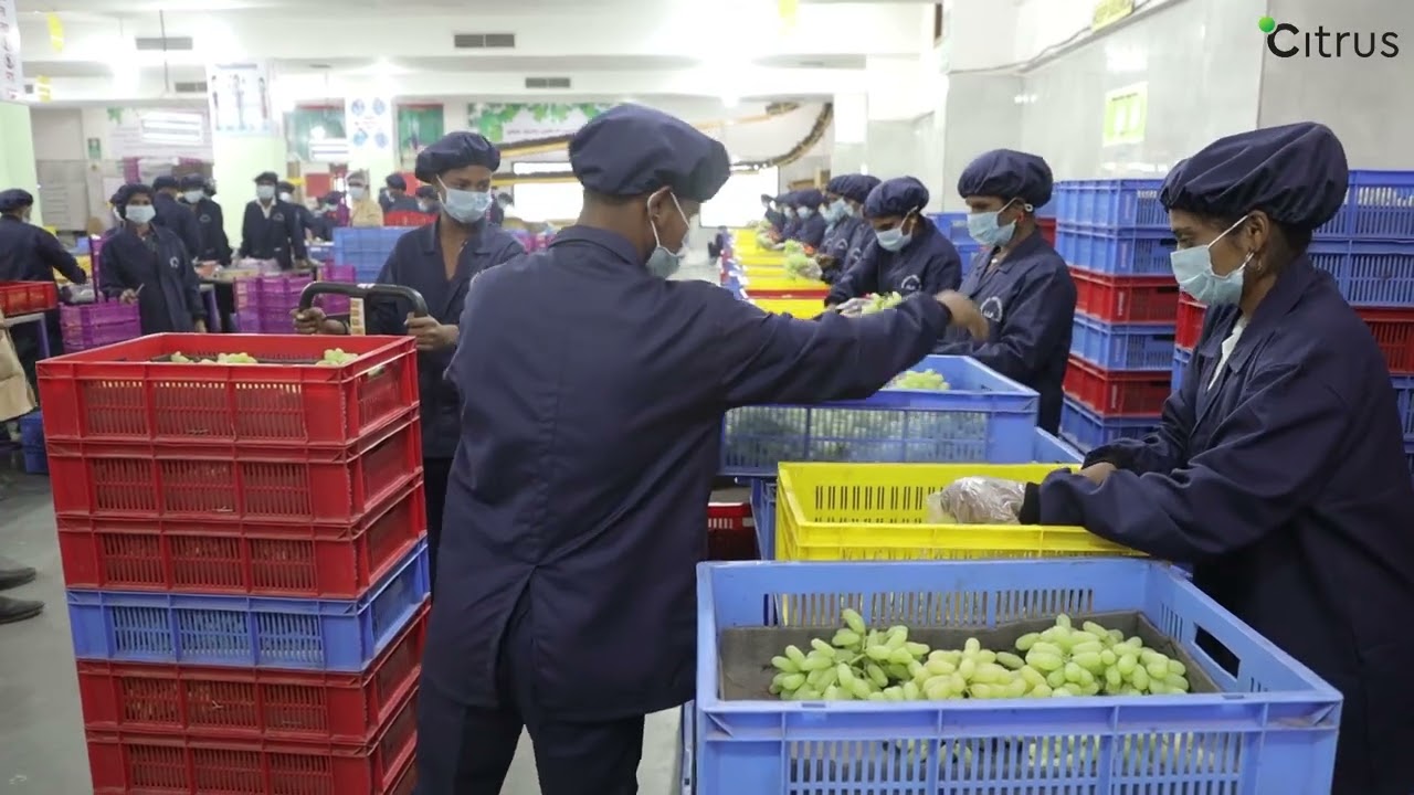 Success Story of Kaivalya Agro Exports: Successful Grapes Shipment