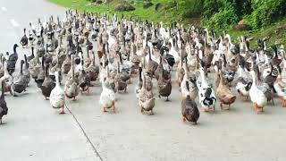 Release the Quackin' : Duck Dynasty