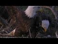 AEF NEFL Eagle Cam 12-18-18: Romeo Defends Nest from Female Eagle Visitor