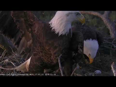 AEF NEFL Eagle Cam 12-18-18: Romeo Defends Nest from Female Eagle Visitor