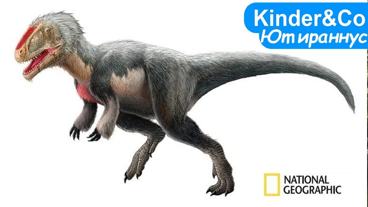 Yutirannus Yutyrannus Enciklopediya Dinozavrov Youtube - yutirannus yutyrannus enciklopediya dinozavrov