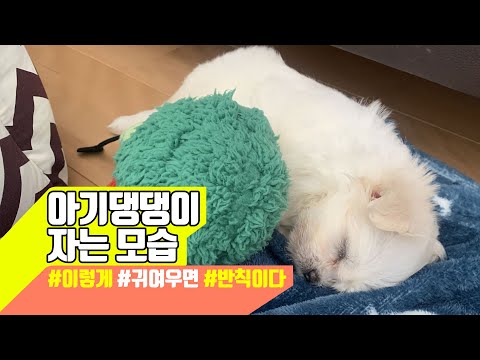 아기강아지 자는모습, 말티즈 뽀시래기 귀여움폭발