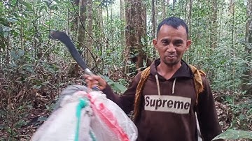 MIKAT CUCAK IJO DAN KAPAS TEMBAK DI HUTAN SUMATRA   (part 3)