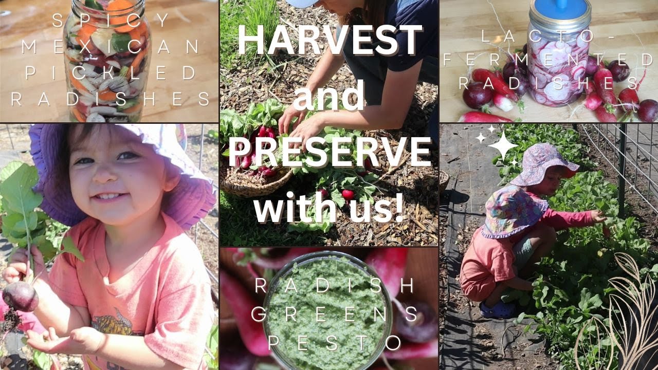 HARVEST WITH US! 3 EASY WAYS TO PRESERVE YOUR RADISH HARVEST WE