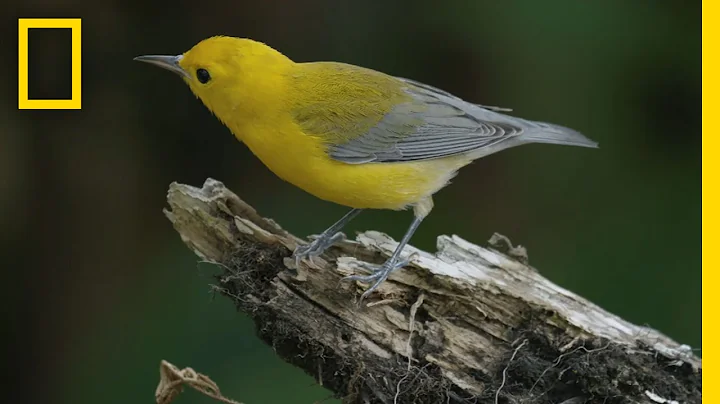 Feathers in Flight: The Bird Genoscape Project | National Geographic - DayDayNews